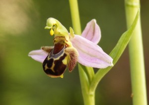 Ophrys apifera - détail reproduction