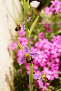 Ophrys apifera - vue générale