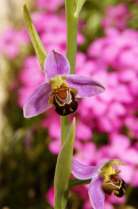 Ophrys apifera - les fleurs