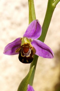 Ophrys apifera - détail de face