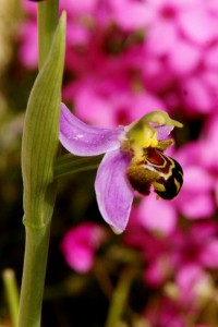 Ophrys apifera - détail de profil